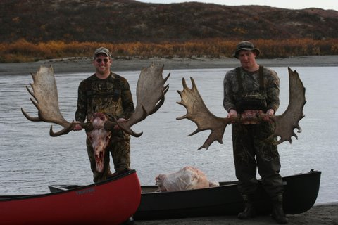 Moose hunts Alaska